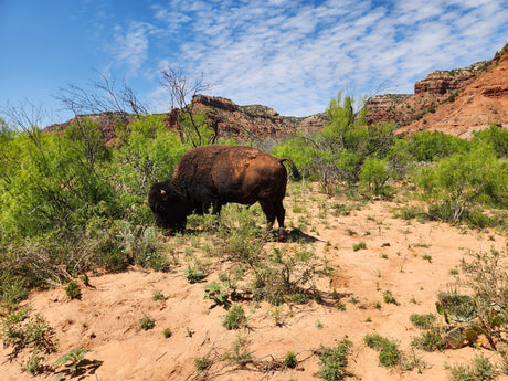 Majestic bison grazing in a vibrant red rock canyon with green scrub. Plan your wildlife RV rental adventure!