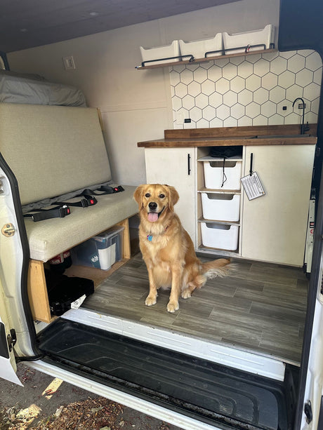 A golden retriever smiles, sitting inside a cozy rv rental camper van with built-in bed/seating & kitchen.