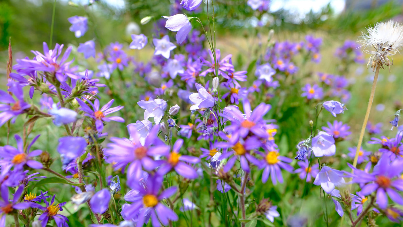 Vibrant purple asters and bellflowers fill a sunny meadow, offering perfect scenery for your next RV rental adventure. — photo 8