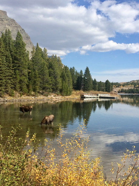 See two moose in a tranquil lake near a pier and mountains, perfect for an RV rental trip exploring nature in autumn.