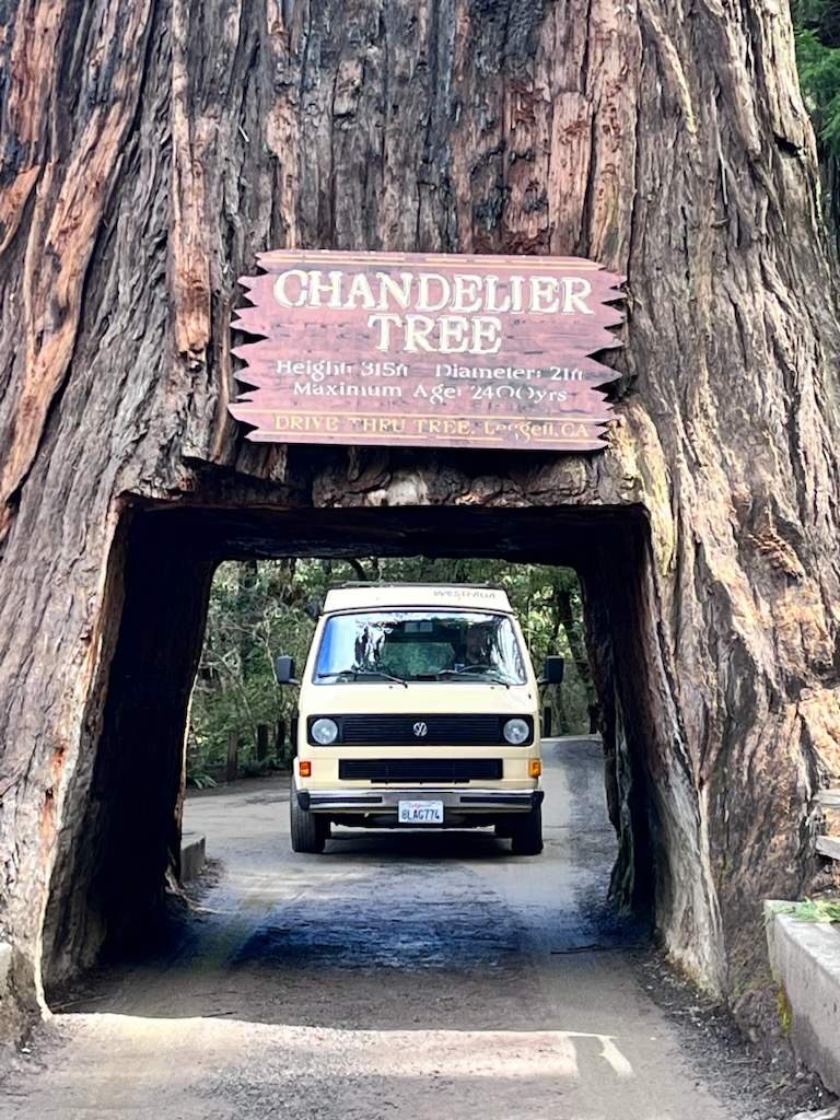 Classic RV rental in California's Chandelier Drive-Thru Tree. A beige van under a giant redwood's carved tunnel.