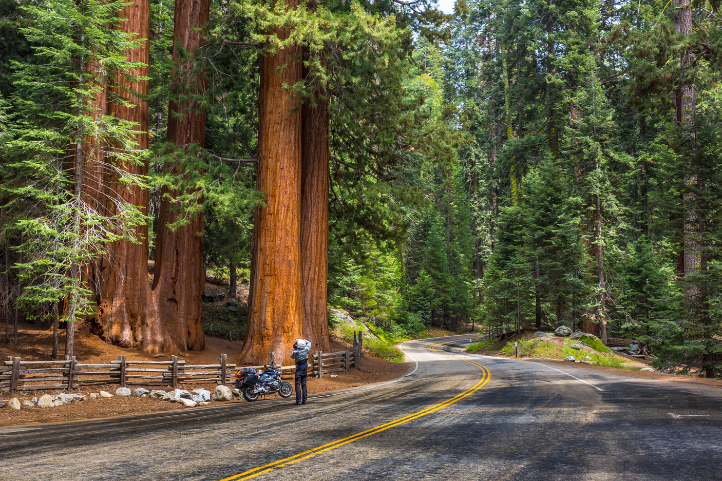 Encounter giant sequoias on a scenic drive. A motorcyclist stops to admire the view. Perfect RV rental trip destination.