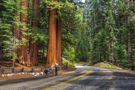 Encounter giant sequoias on a scenic drive. A motorcyclist stops to admire the view. Perfect RV rental trip destination.