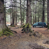 Explore nature with an RV rental! A green camper van nestled among ancient, moss-covered trees in a peaceful forest campsite.