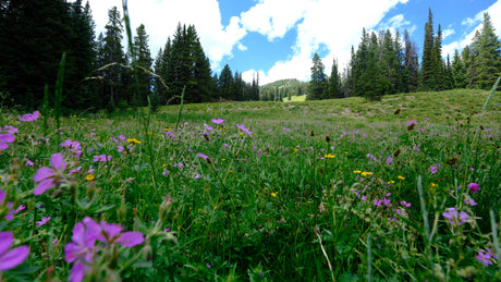 Explore stunning mountain meadows and forests by RV rental. Immerse in nature with vibrant wildflowers under a blue sky.