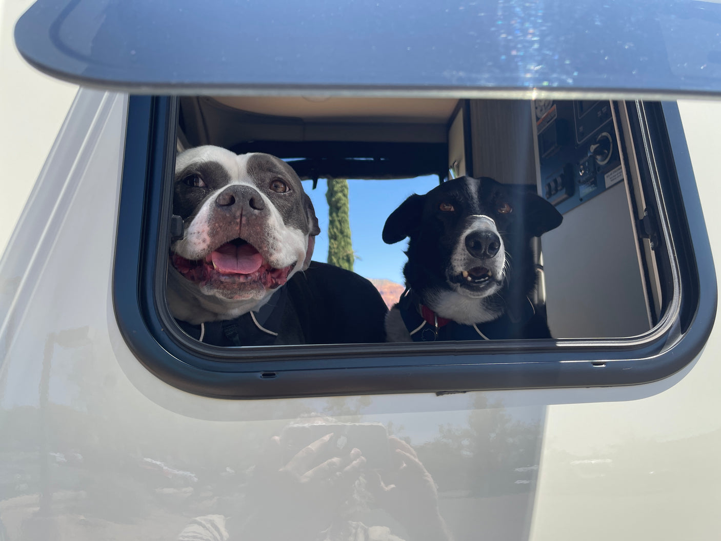Two happy dogs, one grey and white, one black and white, look out an RV rental window on a sunny day.