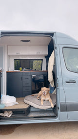 A tan dog rests on a bed inside a light blue **RV rental** camper van, showcasing its modern kitchen setup for travel.