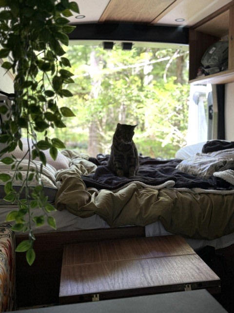  ready for your rv rental adventure in nature.|Cozy rv rental interior: a tabby cat sits on a comfortable bed with green plants — photo 2