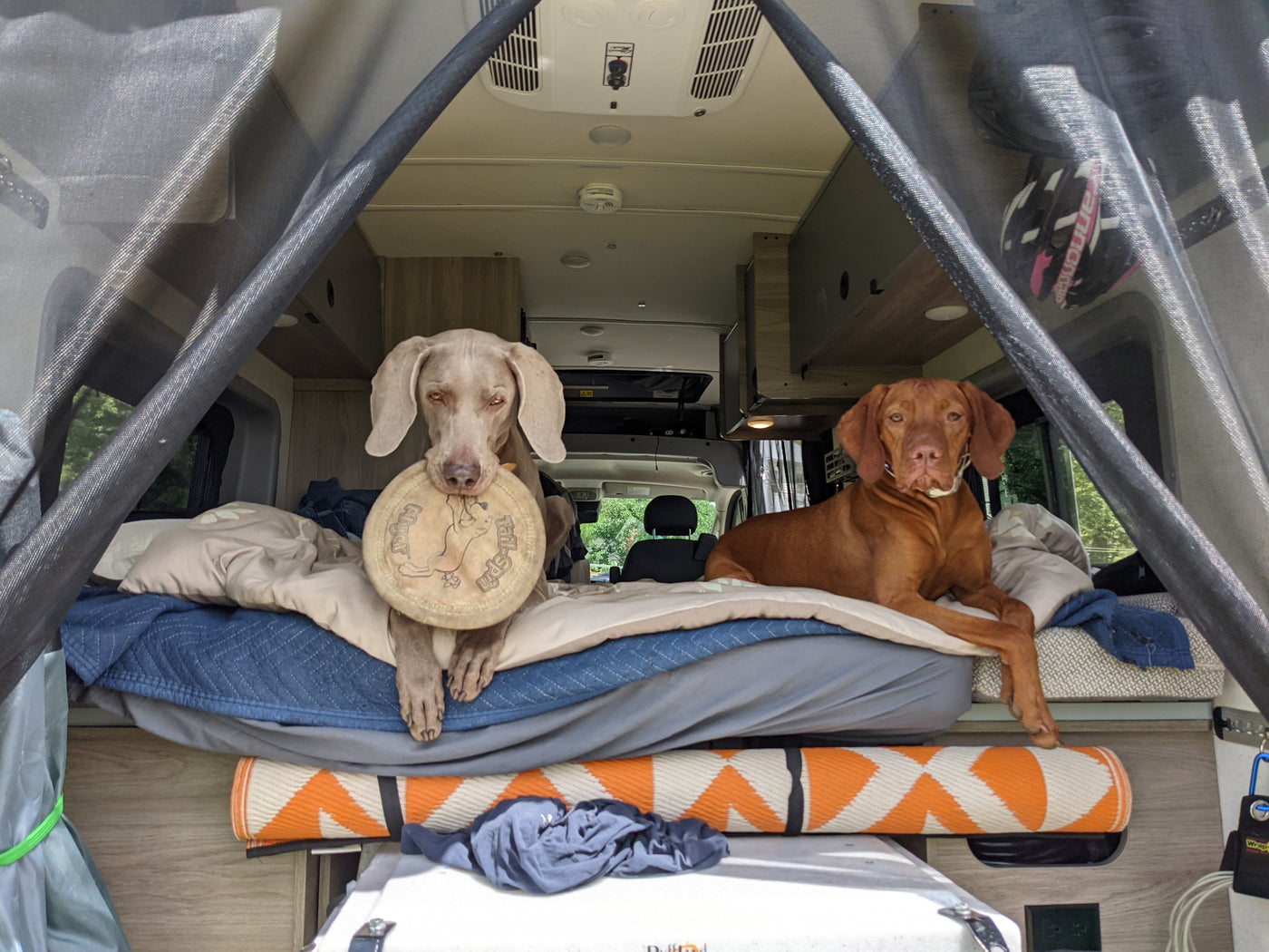 Two dogs, a Weimaraner with a frisbee & a Vizsla, relax on the bed of their RV rental. Enjoying a pet-friendly road trip. — photo 5