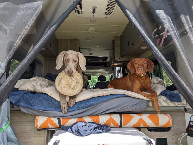 Two dogs, a Weimaraner with a frisbee & a Vizsla, relax on the bed of their RV rental. Enjoying a pet-friendly road trip. — photo 5