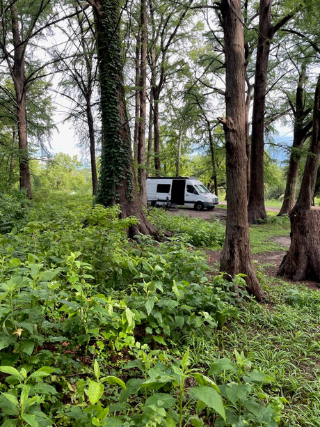 A white camper van, ideal for an RV rental, is parked among tall trees and lush green foliage in a peaceful forest setting.