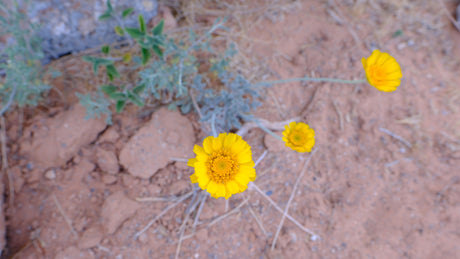 Discover nature's resilience! Bright yellow desert wildflowers thrive on sandy soil, a perfect rv rental backdrop.