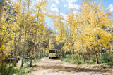 White camper van (RV rental) parked on a leaf-strewn path among brilliant yellow aspen trees at a fall campsite.