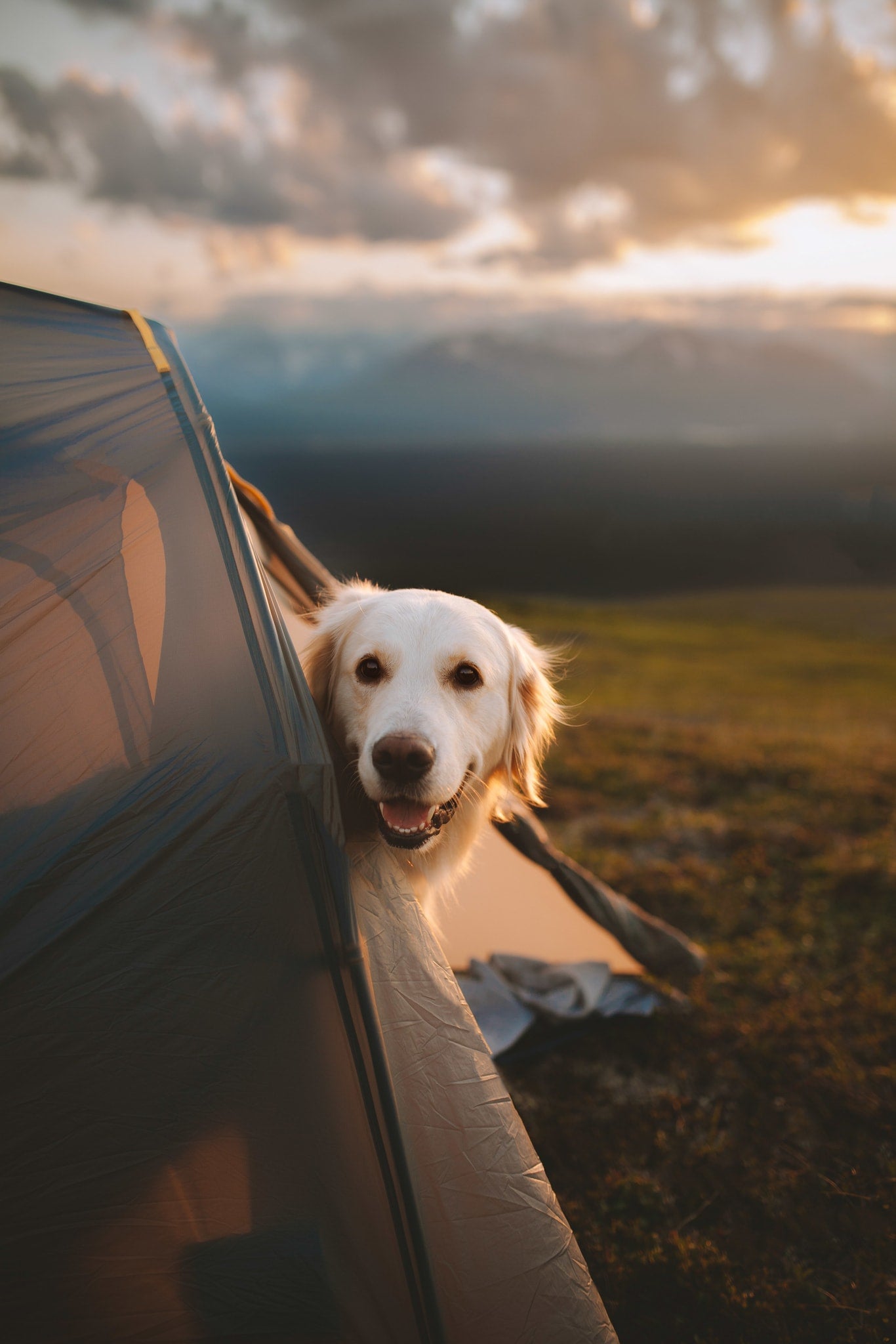 A smiling golden retriever peeks from a tent at sunset. Ideal outdoor adventure. Book your RV rental getaway! — photo 18