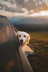 A smiling golden retriever peeks from a tent at sunset. Ideal outdoor adventure. Book your RV rental getaway!