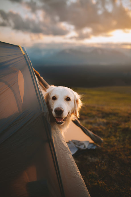 A smiling golden retriever peeks from a tent at sunset. Ideal outdoor adventure. Book your RV rental getaway!
