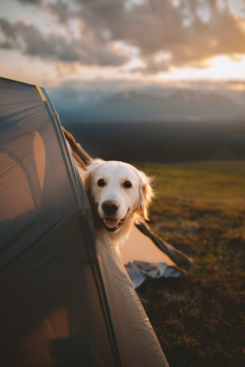 A smiling golden retriever peeks from a tent at sunset. Ideal outdoor adventure. Book your RV rental getaway! — photo 18