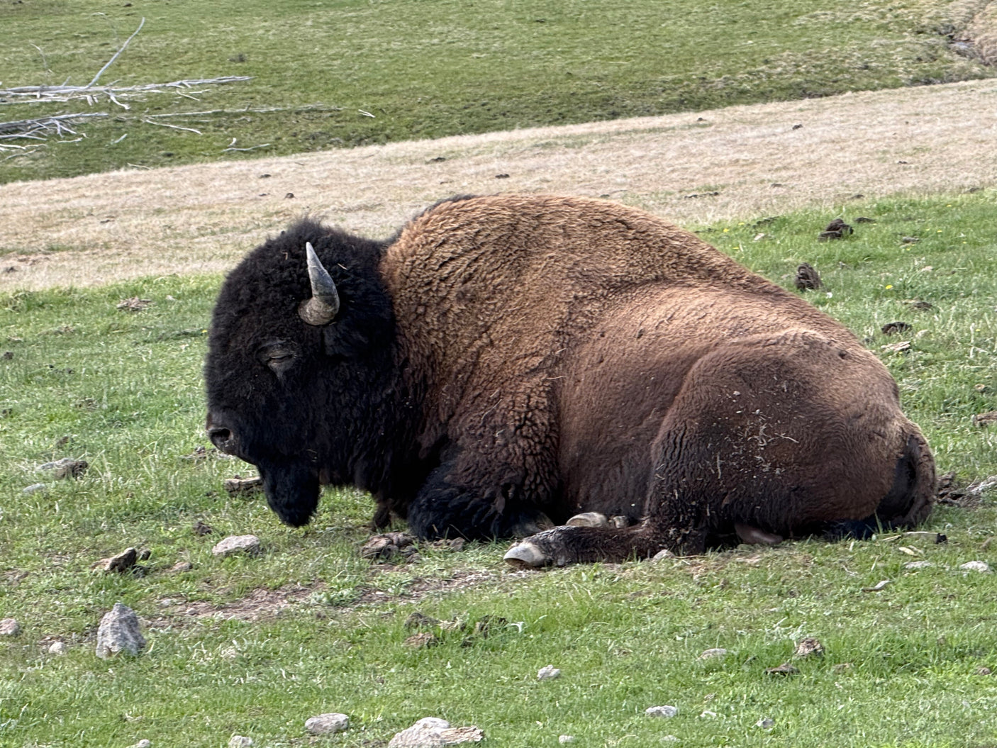 A large, shaggy American Bison lies relaxed on a grassy hill. Perfect wildlife viewing on your RV rental journey.