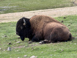 A large, shaggy American Bison lies relaxed on a grassy hill. Perfect wildlife viewing on your RV rental journey.