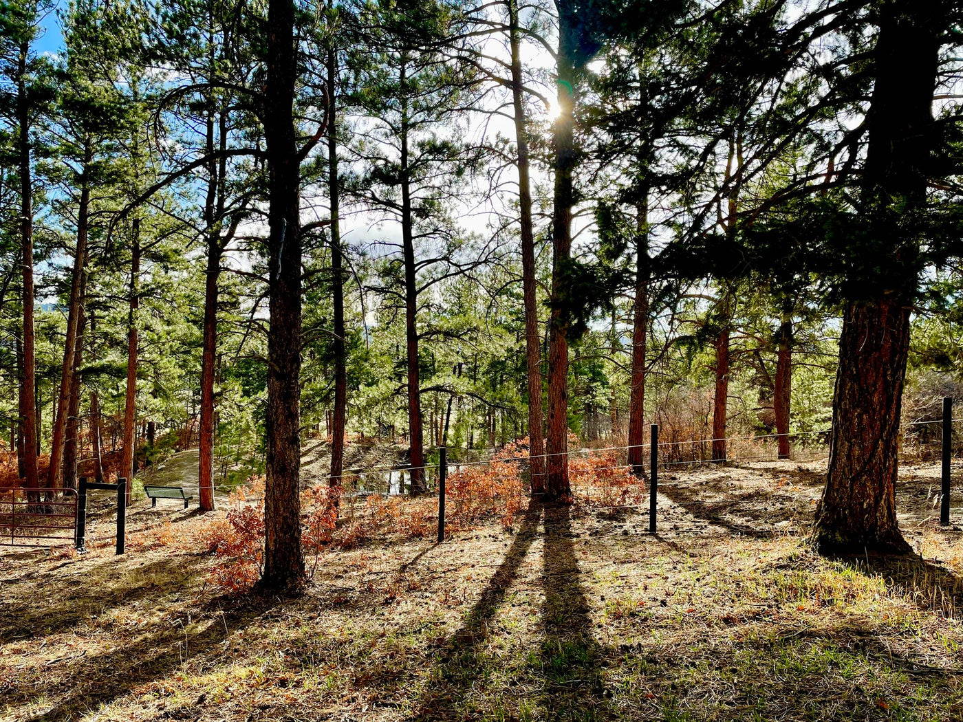  perfect for outdoor adventures.|Dusk at a forest RV rental campsite — photo 19