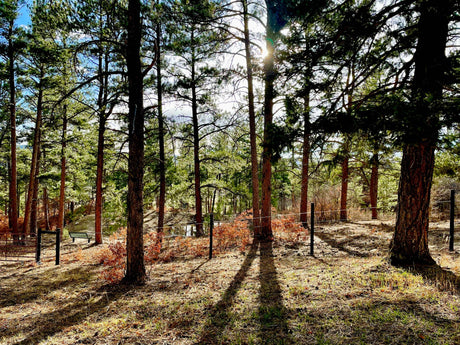 Sun-dappled pine forest with tall trees, long shadows, a bench, and pond. Ideal for an RV rental outdoor adventure.