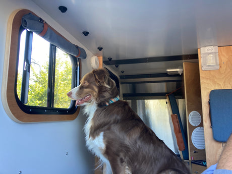 Happy dog enjoying the view from an **RV rental** camper window, showing cozy interior details.