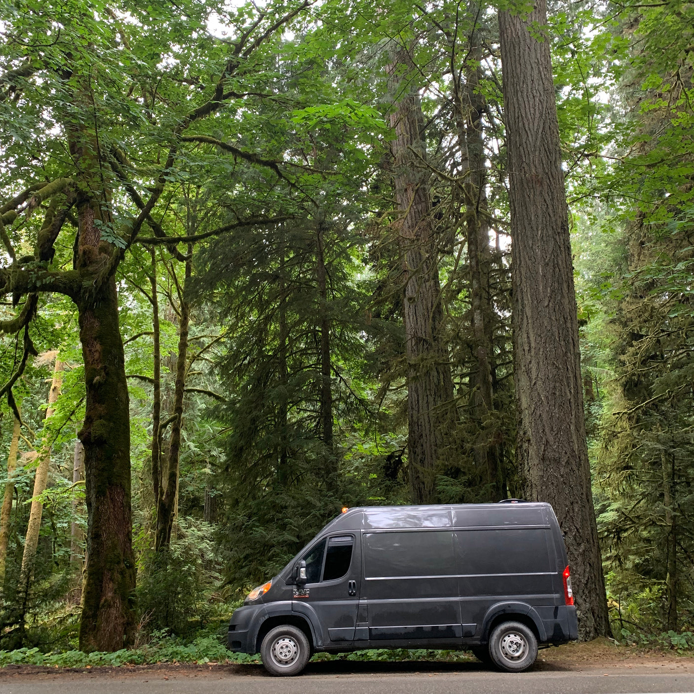 RV rental parked on a forest road, surrounded by tall, moss-covered trees. Ideal for nature exploration.