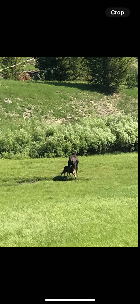 A majestic moose and its calf graze in a sunny, green field. Experience wild nature on your next RV rental adventure!