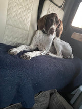 A liver and white spotted dog rests on a blue blanket inside an RV rental. Perfect for pet-friendly road trips.