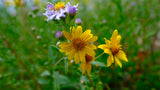 Close-up: Vibrant yellow and purple wildflowers, a beautiful sight on an RV rental journey through nature.