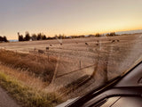 Golden hour wildlife viewing from an RV rental: Deer graze in a rural field at sunset, seen through a vehicle windshield.