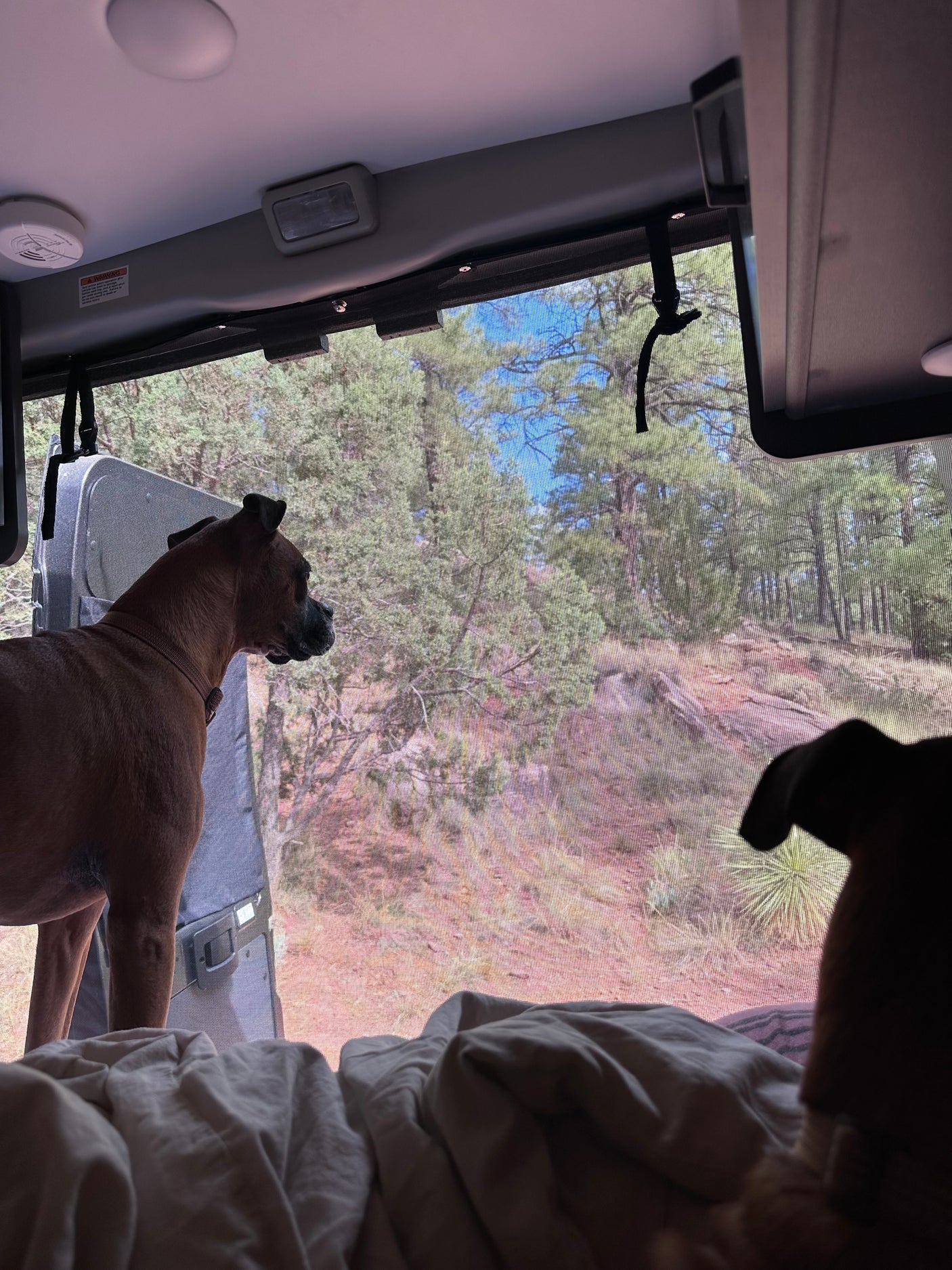Inside an RV, two dogs peer through a mesh screen at a forest landscape. Ideal for an rv rental getaway.