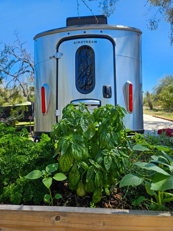 Rear of a silver Airstream RV (rv rental) behind a raised bed with lush basil & parsley plants. — photo 10