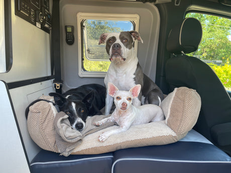 Three dogs relaxing inside an RV rental, settled comfortably on a dog bed for their pet-friendly road trip.