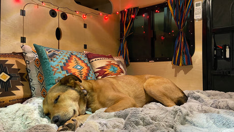 Cozy RV rental interior with a happy tan dog sleeping soundly on a fluffy blanket among Southwestern pillows and red string lights.