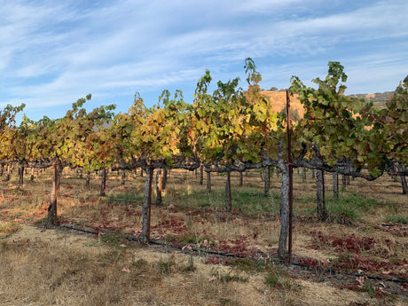 Scenic vineyard in autumn. Plan your serene RV rental trip through wine country, surrounded by colorful grapevines and hills.