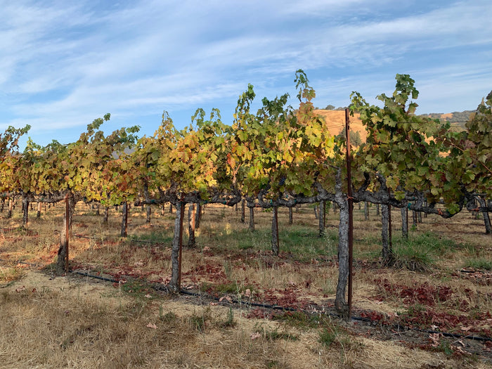 Scenic vineyard in autumn. Plan your serene RV rental trip through wine country, surrounded by colorful grapevines and hills.