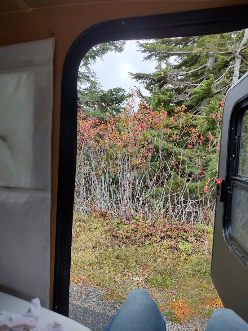 Inside RV rental: Person's legs visible, viewing vibrant red berry bushes, green trees, & gravel path through an open door. — photo 16