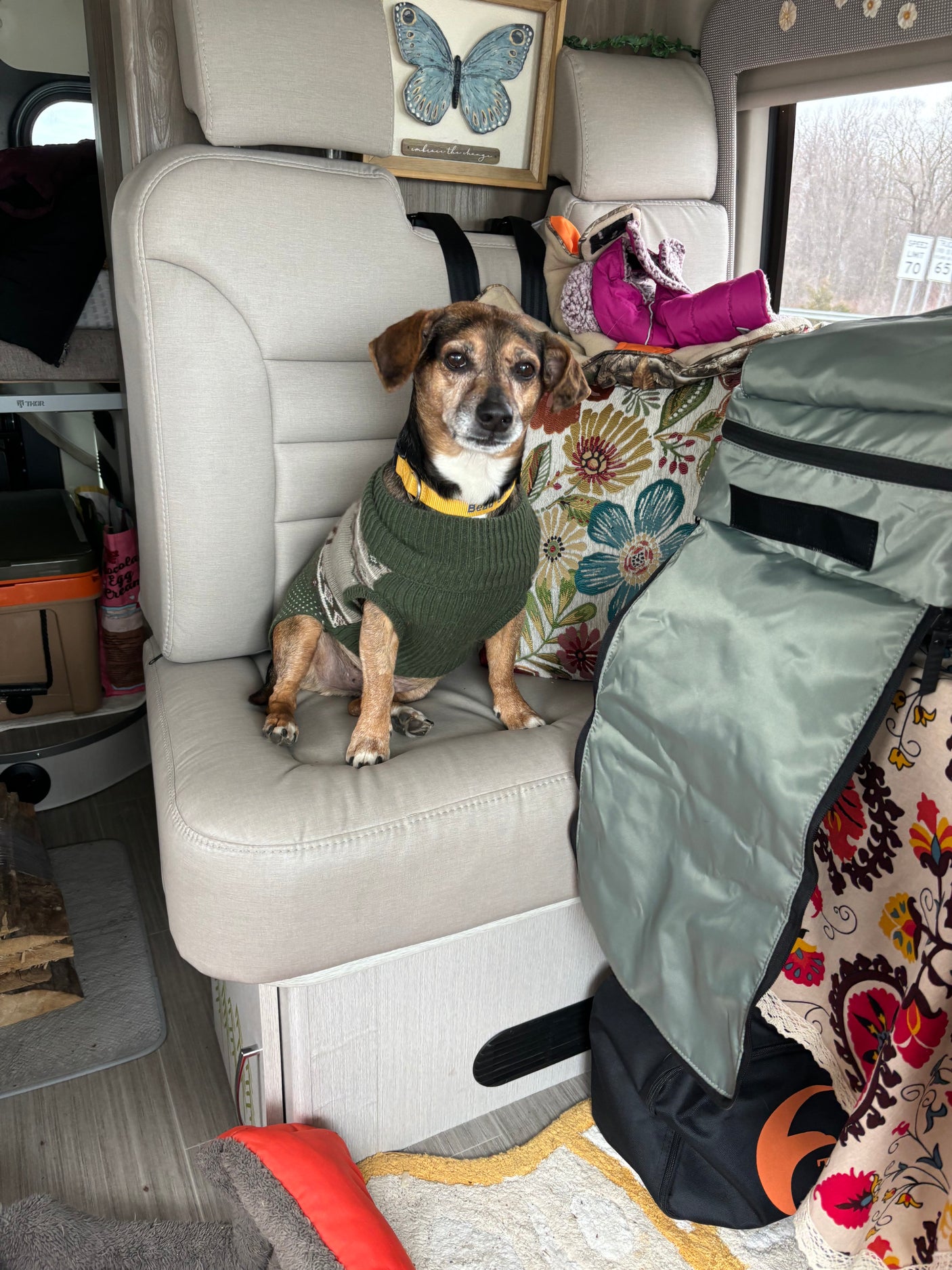 Cozy RV rental adventure: adorable dog in a green sweater sits on an RV seat, ready for travel. Embrace the change!