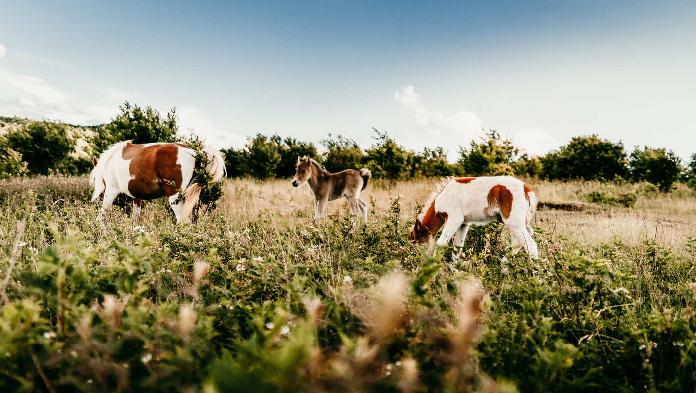 RV rental adventures offer serene nature: horses and a foal grazing in a wide, sunlit field.