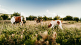 RV rental adventures offer serene nature: horses and a foal grazing in a wide, sunlit field.