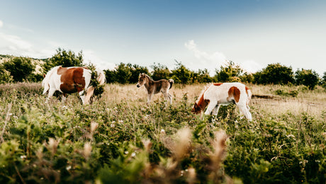 RV rental adventures offer serene nature: horses and a foal grazing in a wide, sunlit field.
