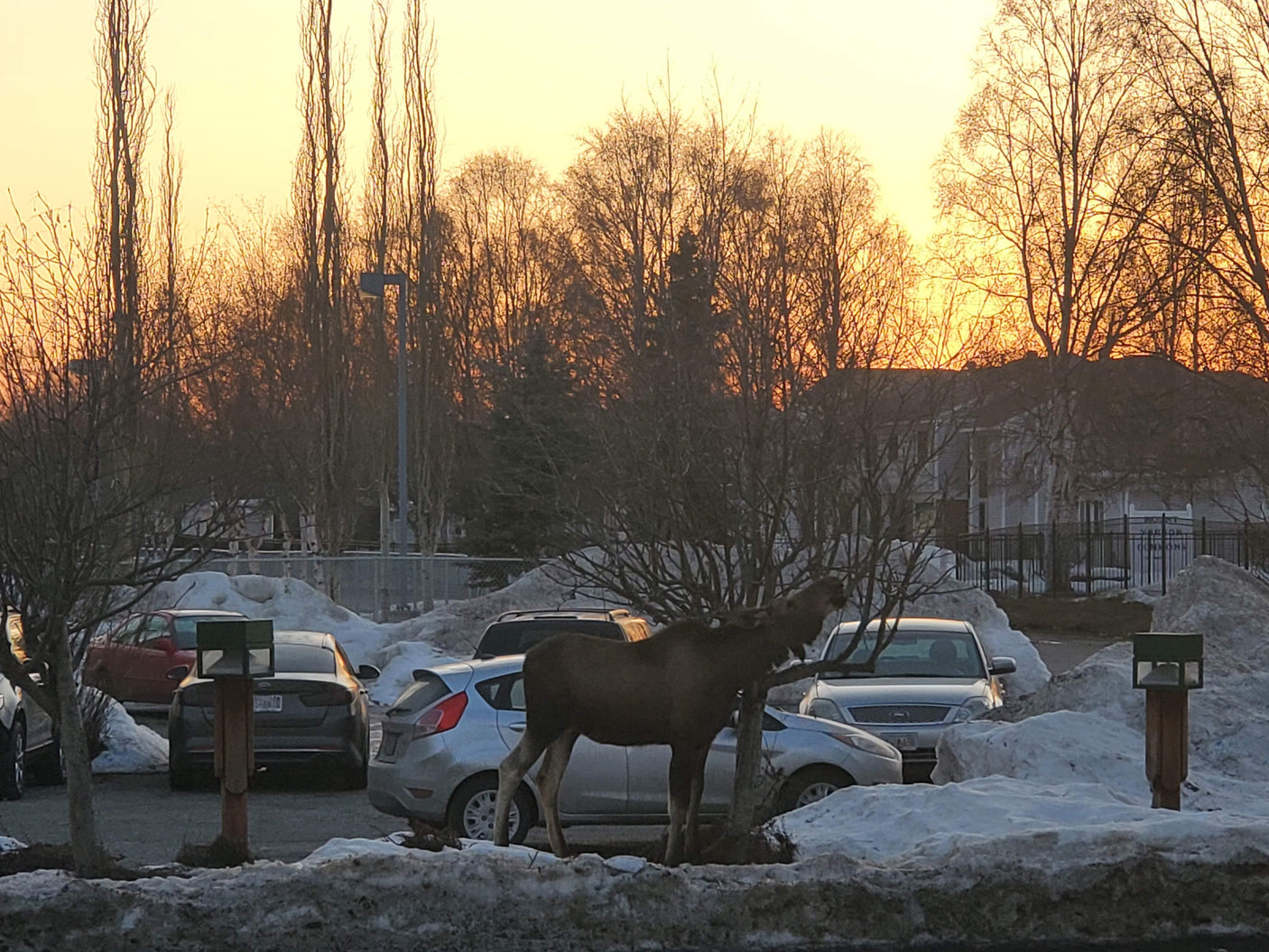 Moose foraging in a snowy parking lot at sunset. A unique sight for your next rv rental adventure.