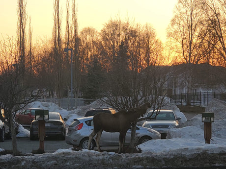 Moose foraging in a snowy parking lot at sunset. A unique sight for your next rv rental adventure.