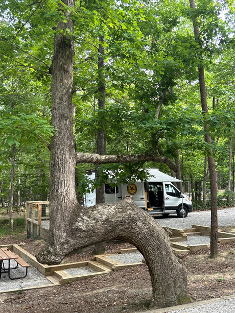 Unique tree arches over this wooded RV rental site with a white camper van parked, nestled in nature.