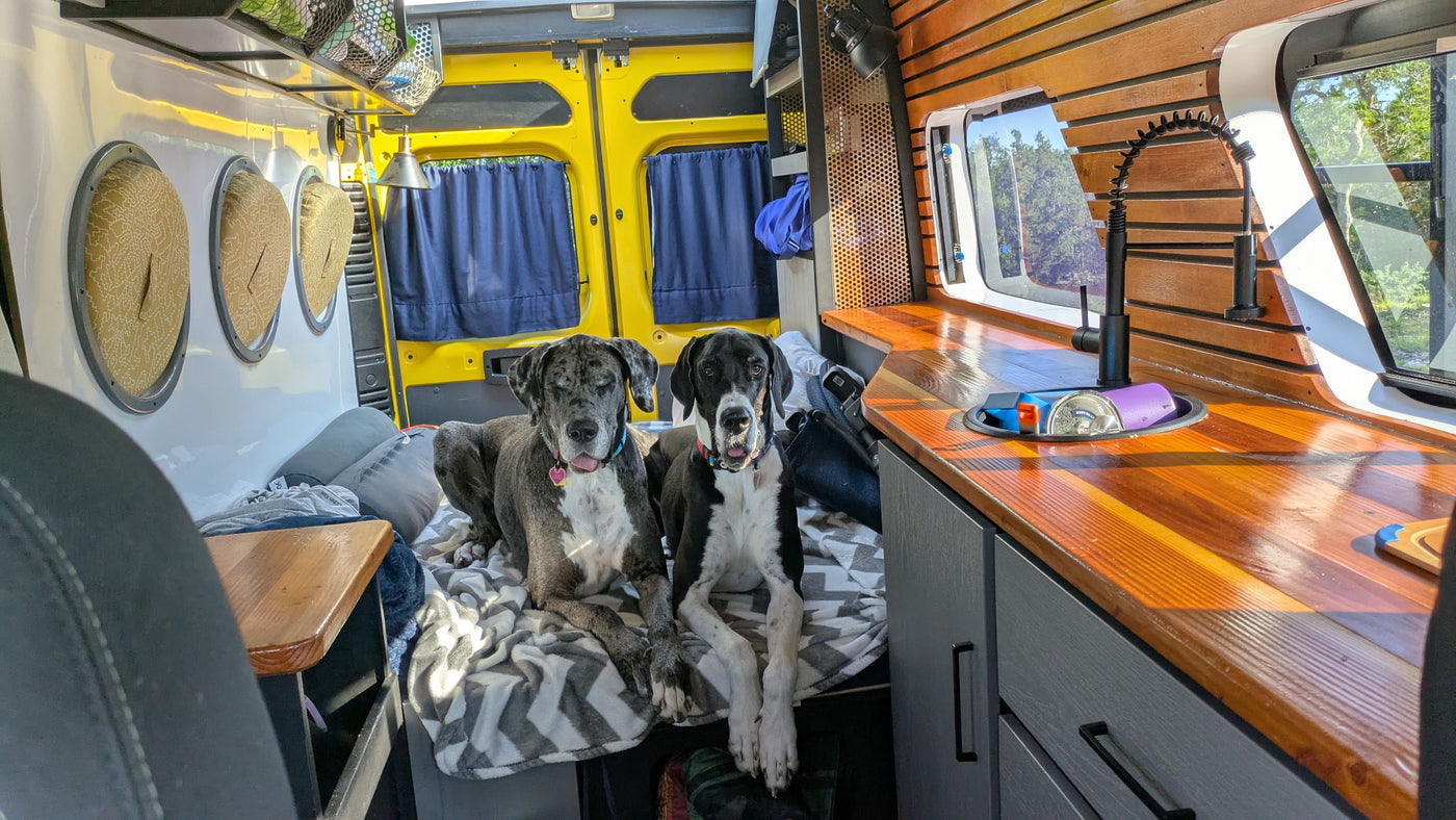 Two Great Danes relax inside a custom rv rental, featuring a full kitchen and spacious living area. — photo 7