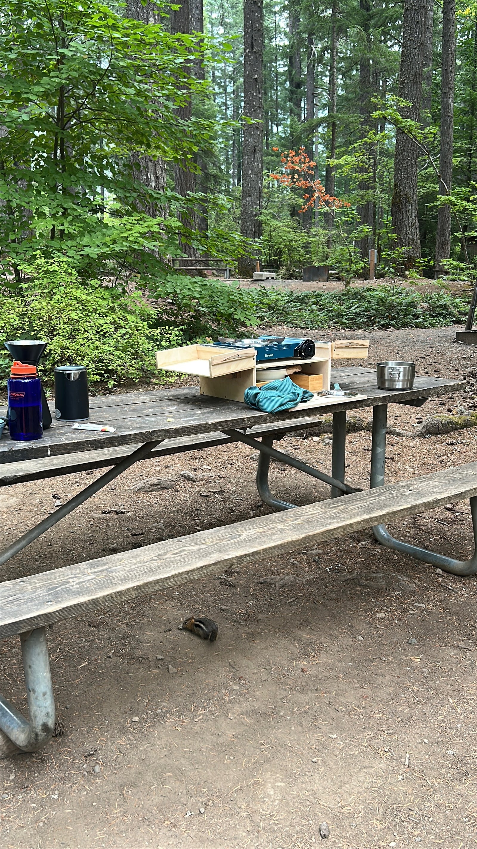 Peaceful RV rental camping: A picnic table holds a portable kitchen in a forest, with a chipmunk below.