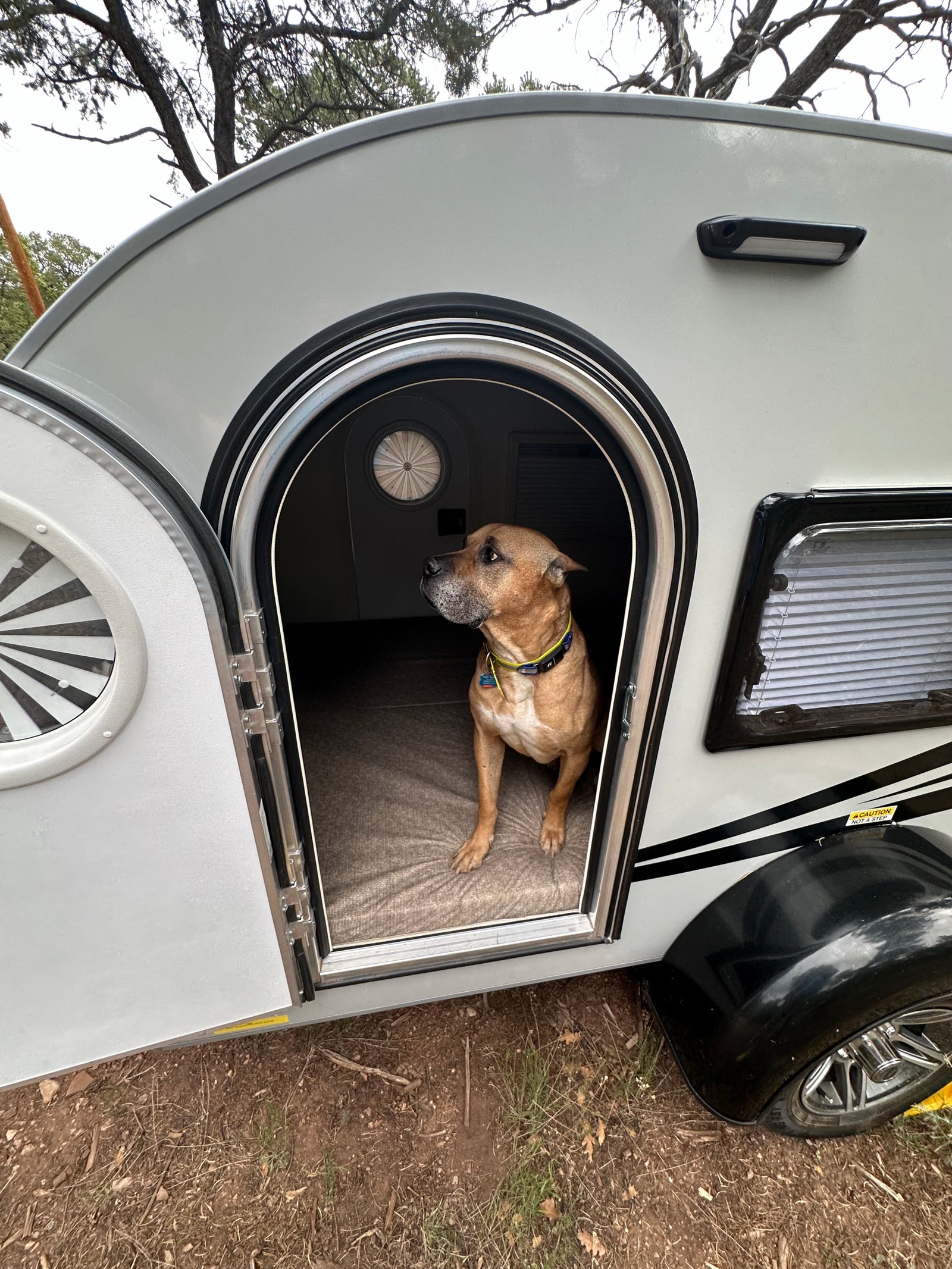 A tan dog peeks from the open door of a grey rv rental, perfect for pet-friendly camping adventures.
