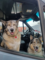 Two large, wolf-like dogs joyfully look out of an RV rental van. A larger dog on the left wears a red heart tag.