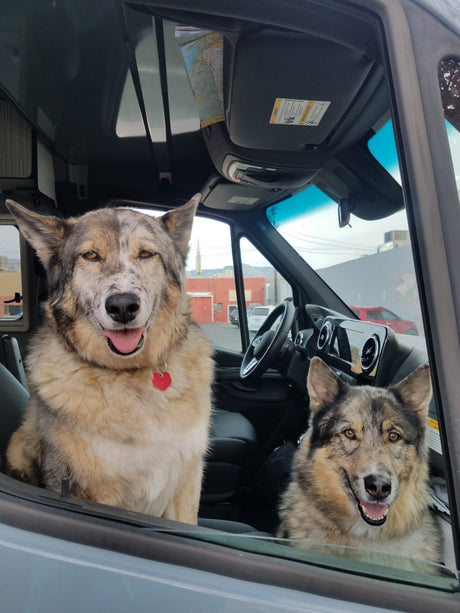 Two large, wolf-like dogs joyfully look out of an RV rental van. A larger dog on the left wears a red heart tag.